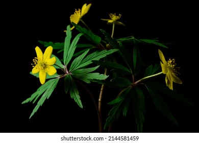 Bush (Anemone Ranuculoides) Yellow On A Black Background