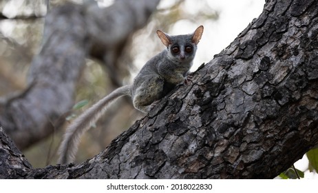 Bush Baby In A Marula Tree