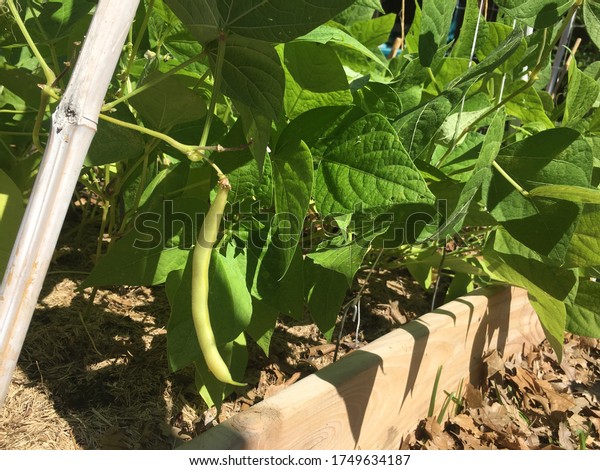 Bush beans growing in the\
backyard