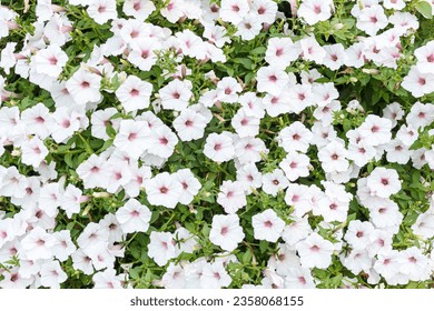 bush of beautiful petunias close-up - Powered by Shutterstock