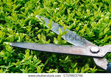A bush is being shaped by using hand shears; New growth is trimmed back with garden scissors