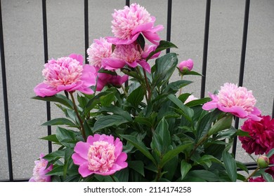 Bush Of Bicolor Anemone Flowered Peony In Full Bloom In June