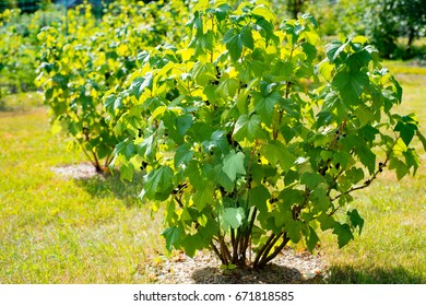 Bush Of Black Currant In The Garden