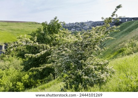 Bush of the blooming hawthorn, species Crataegus ambigua growing on the hillside against the ruins of ancient fortress in spring sunny morning backlit
