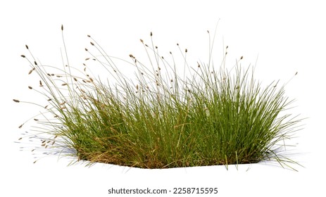 Bush of blooming ornamental grass isolated on white background