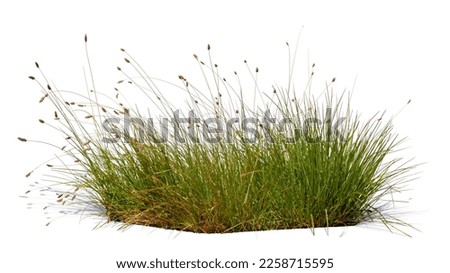 Bush of blooming ornamental grass isolated on white background