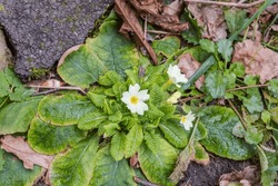 Bush Of The Blooming Primula Vulgaris, Also Known As Common Primrose With White Flowers, Top View In Overcast Rainy Spring Day
