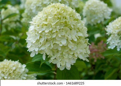 Bush Blooming White 