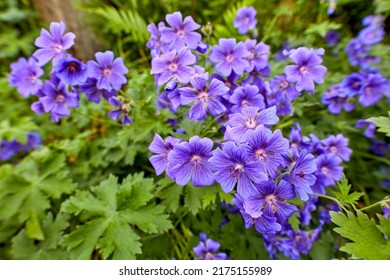 A bush of blue hardy geraniums in the backyard. Flowering bush of indigo flowers blooming in a botanical garden or backyard in spring outside. Delicate perennial wild blossoms growing in nature
