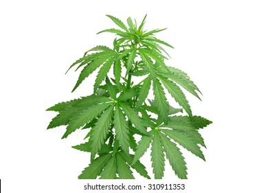 Bush Cannabis Isolated On White