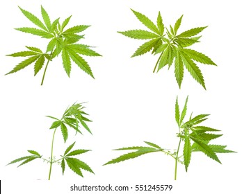 Bush cannabis isolated on white background. Set