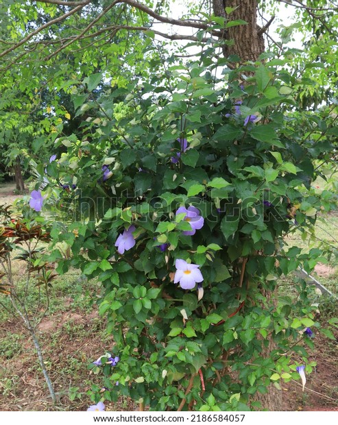 Bush clock vine or\
Thunbergia erecta or Bush clock vine  tree. Close up blue-purple\
flower bush on green leaves background in garden with morning\
light. The side small\
flower.
