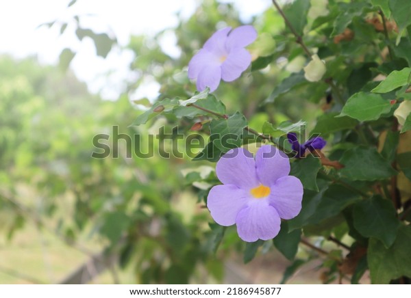 Bush clock\
vine or Thunbergia erecta or Bush clock vine  flower. Close up\
blue-purple flower bouquet on green leaves background in garden\
with morning light. The side small\
flower.