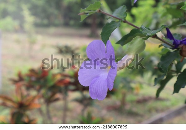 Bush clock\
vine or Thunbergia erecta or Bush clock vine  flower. Close up\
blue-purple flower bouquet on green leaves background in garden\
with morning light. The side small\
flower.