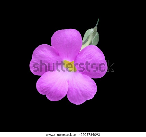 Bush clock vine or Thunbergia erecta flowers.\
Close up pink-purple flowers bunch isolated on black background.\
Top view of exotic flower.