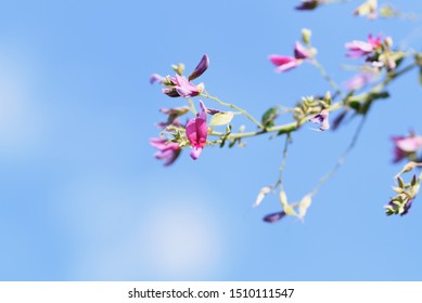 萩の花 の画像 写真素材 ベクター画像 Shutterstock