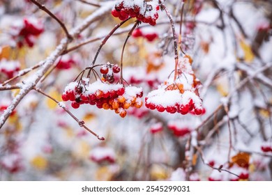 A bush with clusters of ripe red viburnum berries, yellow and red autumn leaves, lightly dusted by the first snowfall. The white snow contrasts with the vibrant colors, capturing late autumn’s beauty. - Powered by Shutterstock