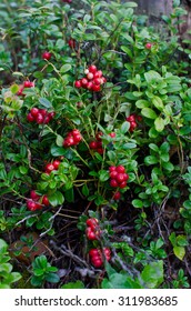 Bush Cranberries In The Autumn Forest