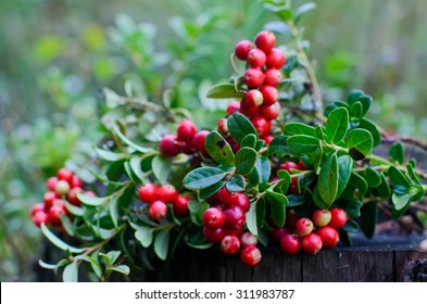 Bush Cranberries On A Stump