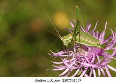 bush cricket on purple thistle flower, close-up - Powered by Shutterstock