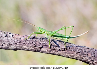 Pedo の画像 写真素材 ベクター画像 Shutterstock