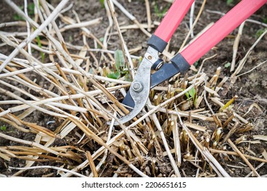 Bush Cutting By A Garden Pruner.