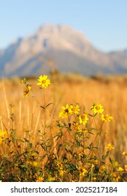 Bush Daisy Closeup With Mountain Moran In Background At Grand Tenon National Park, Wyoming, USA. Shallow Depth Of Filed Applied.