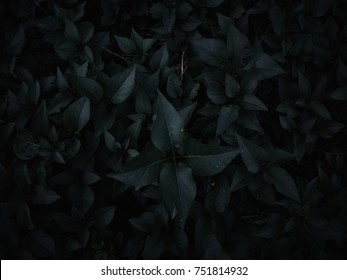 A Bush Of Dark Green Leaves Texture. Leaf Texture Background