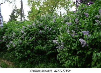 A bush of dark purple lilac and a bush of light purple lilac bloom in May. Syringa vulgaris, the lilac or common lilac, is a species of flowering plant in the olive family Oleaceae. Berlin, Germany - Shutterstock ID 2277277509