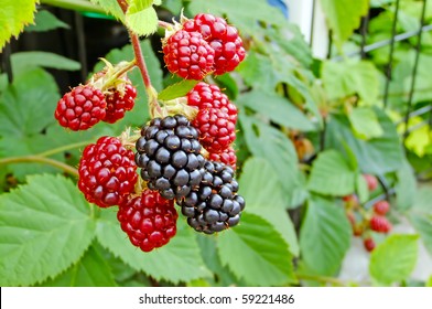 A bush of delicious, wild blackberries both in their ripened, black stage and the earlier, red state