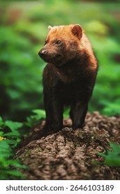 Bush Dog (Speothos venaticus) detail portrait  look around