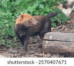  bush dog, (Speothos venaticus) , walking through the forest and looking to the side

