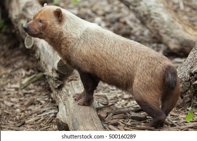 Bush Dog (Speothos Venaticus). Wildlife Animal. 