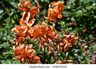 Bush of double tiger lilies in the garden