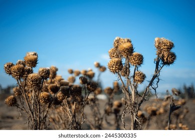 a bush of dried thistles flowers with a blue sky on the background - Powered by Shutterstock