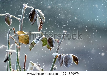 Similar – ice fog Plant Bushes