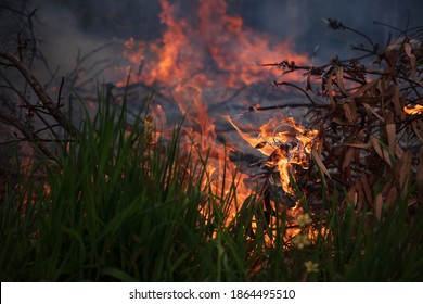 Bush fire, close-up of dry eucalyptus burning with dark smoke and flames in background. - Shutterstock ID 1864495510
