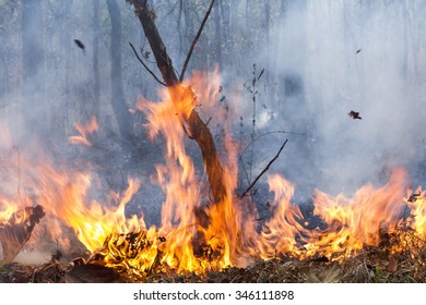 Bush Fire Destroy Tropical Forest