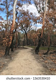 Bush Fire Devastation And Regrowth In A Forest In The Girraween National Park In Queensland, Australia