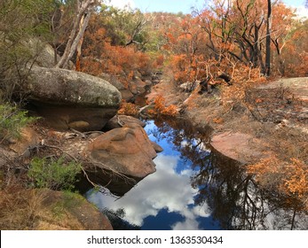 Bush Fire Devastation And Regrowth In A Forest In The Girraween National Park In Queensland, Australia