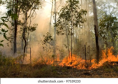 Bush Fire In Eucalyptus Forest