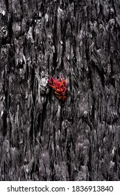 Bush Fire Recovery And Tree Regrowth From Australian Bush Fires