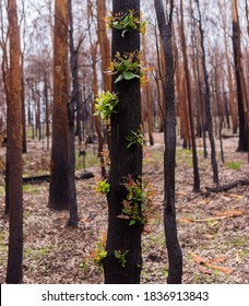 Bush Fire Recovery And Tree Regrowth From Australian Bush Fires