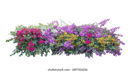 Bush flower of bougainvillea on isolated white background with copy space and clipping path.
Plant tree in the garden.
