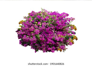Bush flower of bougainvillea on isolated white background with copy space and clipping path.Plant tree in the garden.      