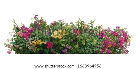 Bush flower of bougainvillea on isolated white background with copy space and clipping path.
Plant tree in the garden.