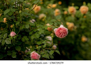 A Bush Of Flowering Abraham Darby Rose In The Garden