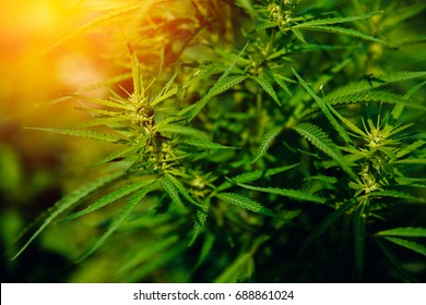 Bush Flowering herb hemp with seeds and flowers with a sun glint on a dark green background. Concept breeding of marijuana, cannabis, legalization.