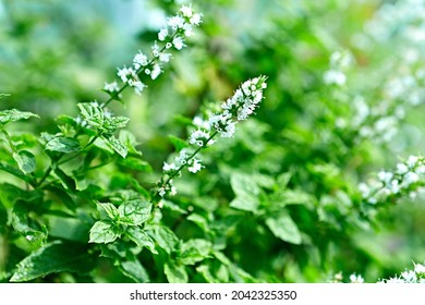Bush of flowering Mint. Close-up