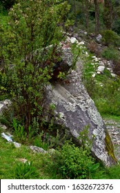 Bush In Front Of A Mossy Rock In Huascarán National Park Peru